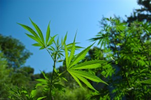 Marijuana Field